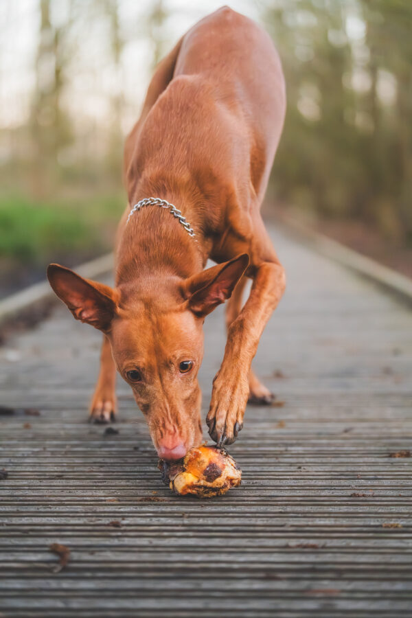 Beef Knees (Doggy Gobstoppers) - Image 2