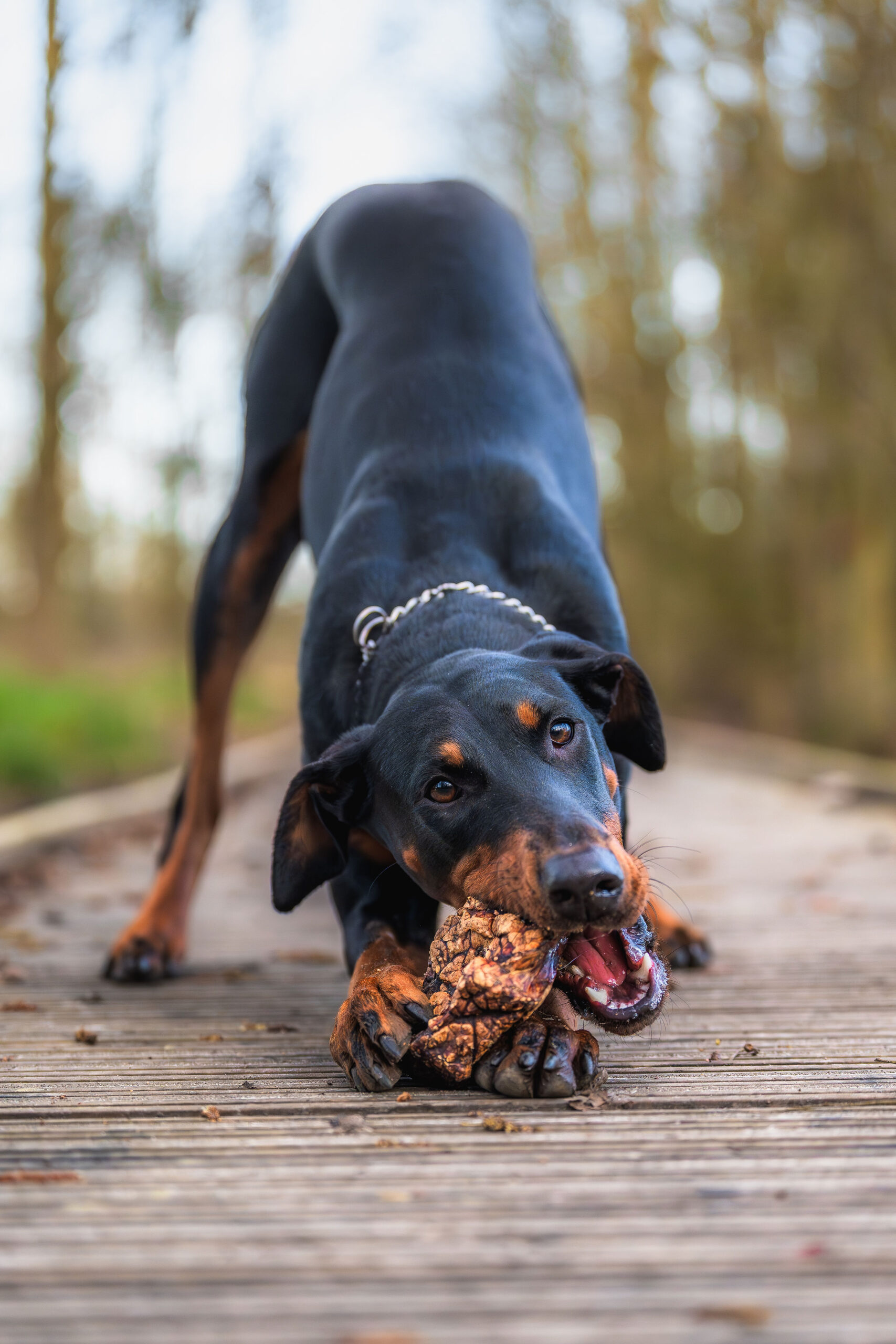 Beef (Lung) Jerky 400g - Image 3