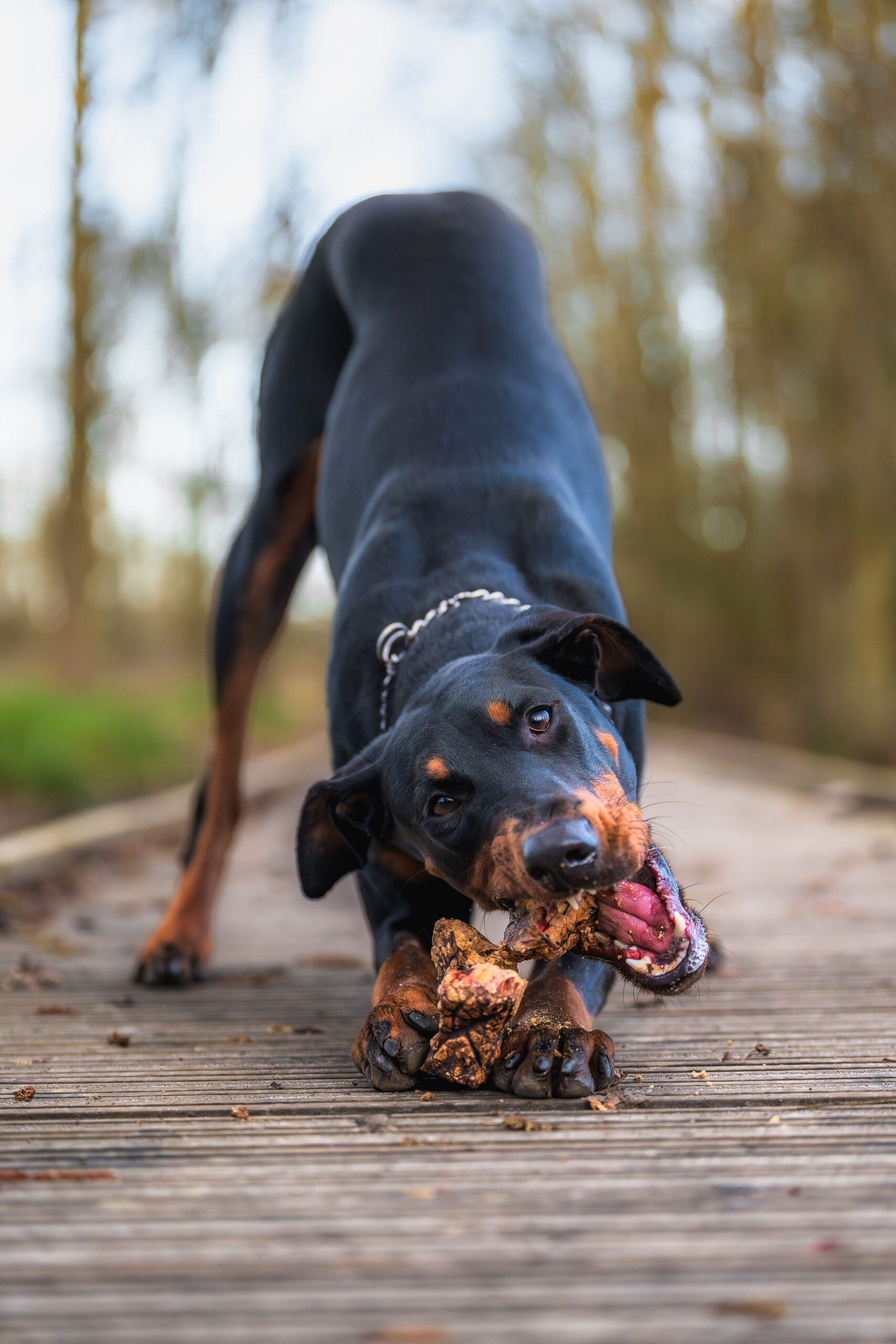 Beef (Lung) Jerky 400g - Image 2