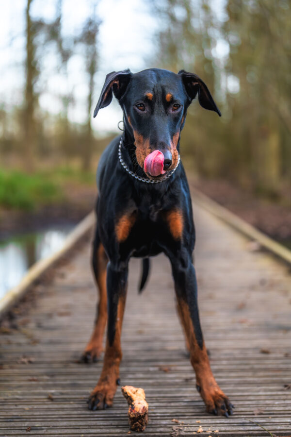 Beef Lung (Puffed Jerky) - Image 4