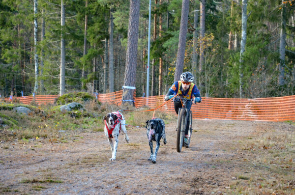 Non-Stop Bungee Leash Double - Image 3