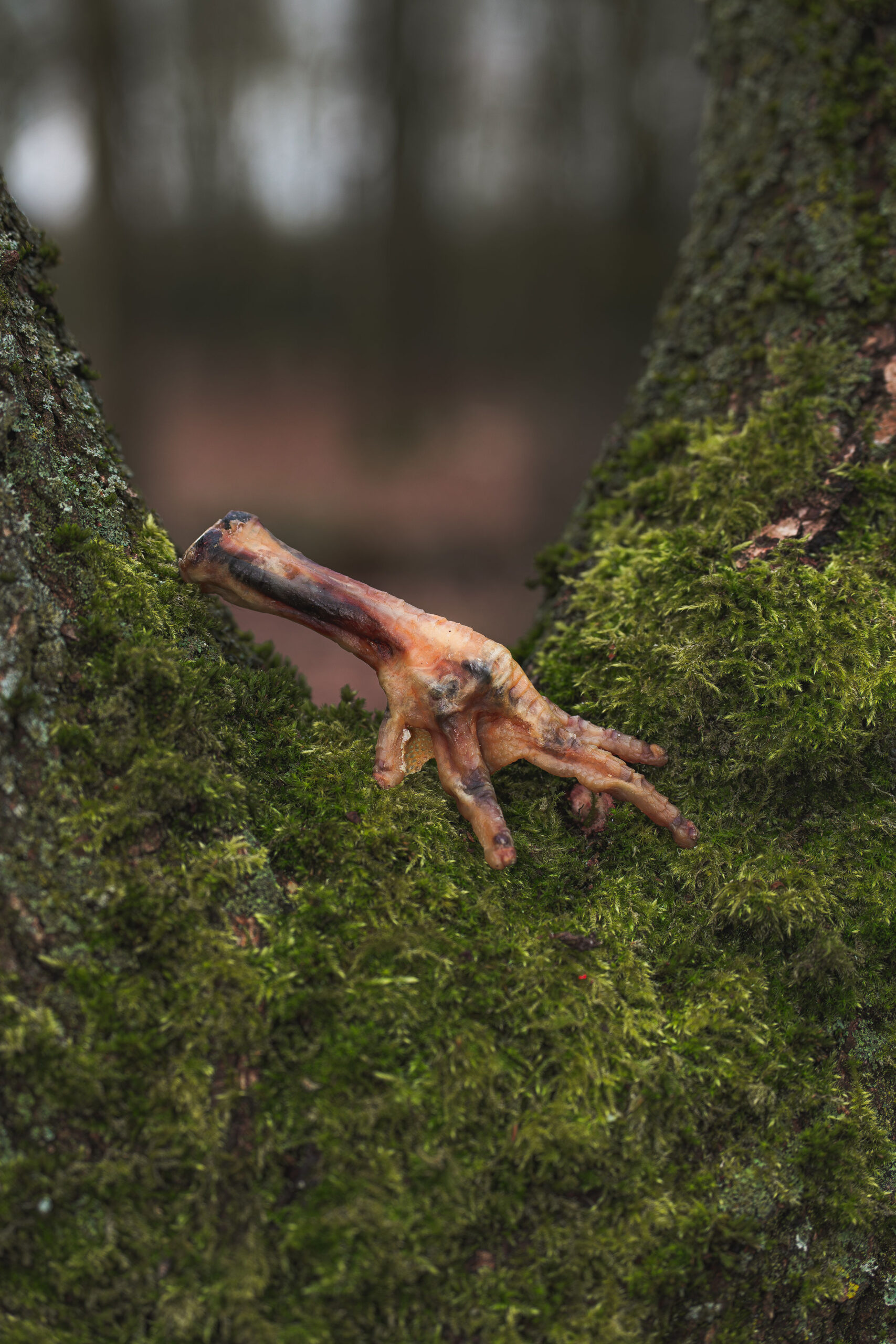 Natural Chicken Feet - Image 2