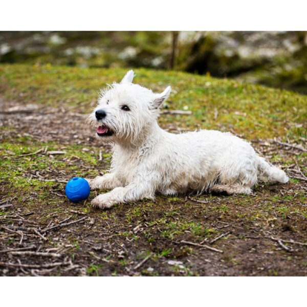 Chuckit! Crunch Ball - Image 5