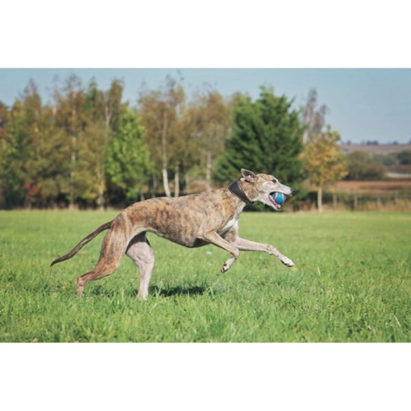 Chuckit! Squeaker Ball - Image 6