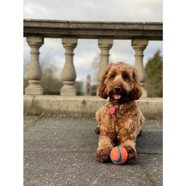 Chuckit! Ultra Ball - Image 7