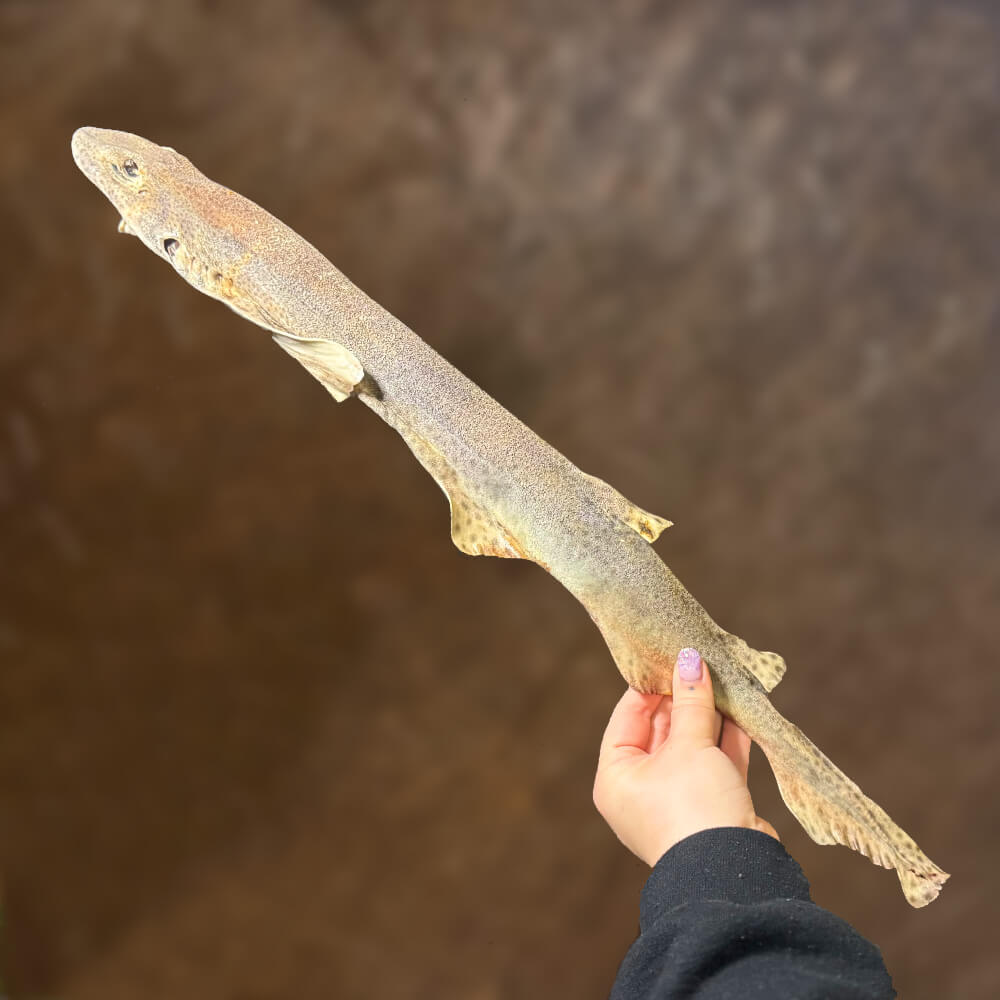 Whole Dogfish Dried - Image 3