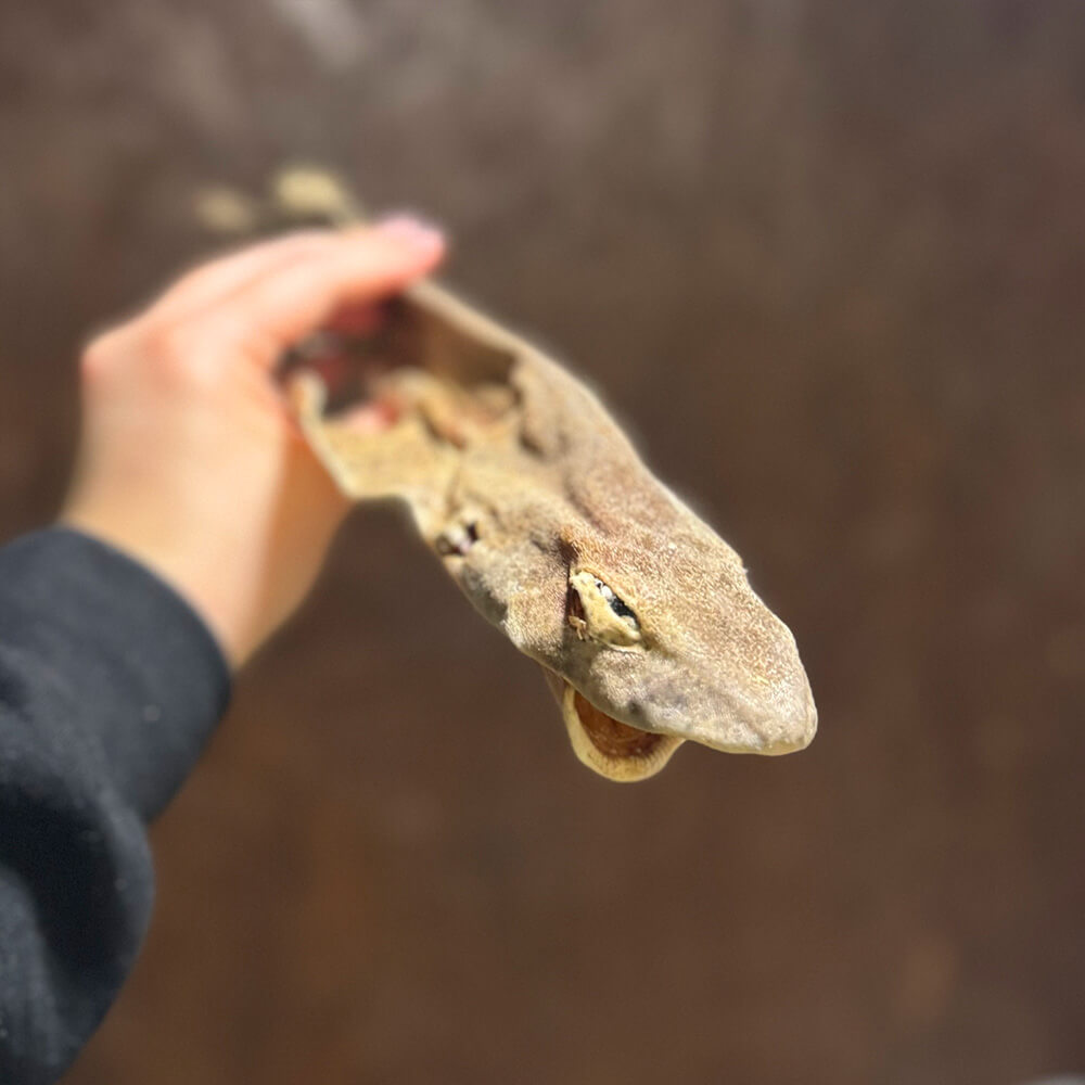 Whole Dogfish Dried - Image 2