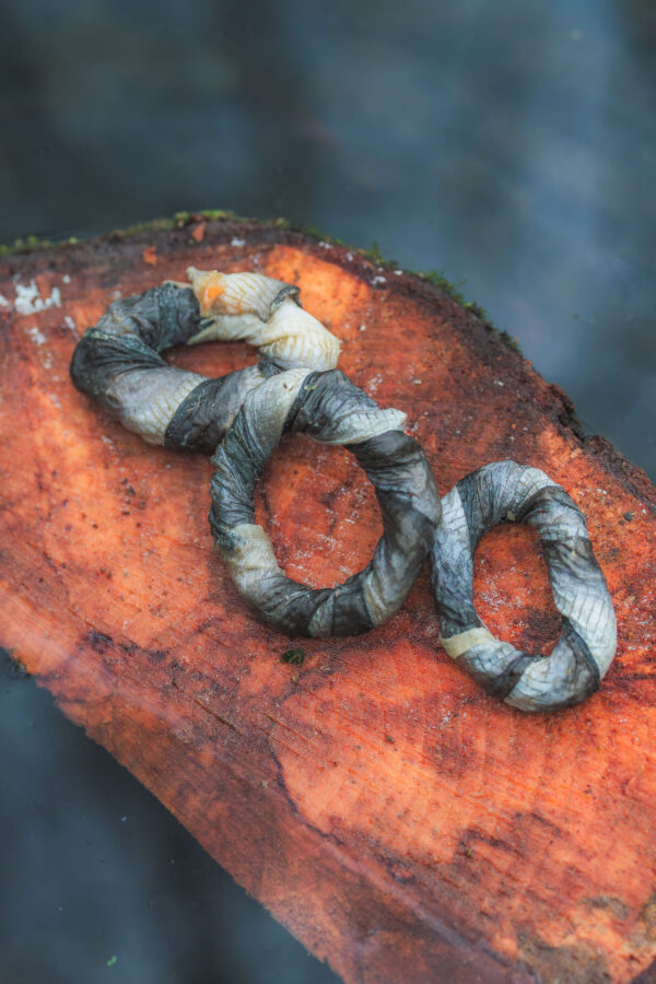 Fish Skin Donuts
