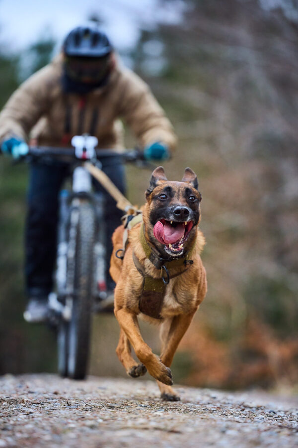 Non-Stop Freemotion 5.0 Harness Working Dog - Image 6