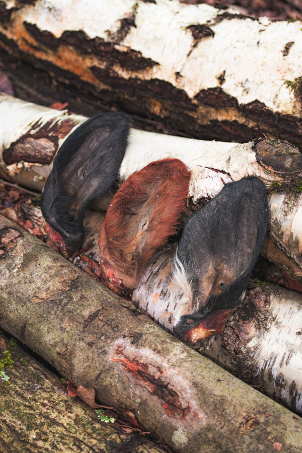 Hairy Cow Ear