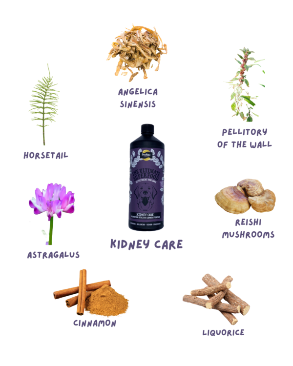 Proflax Kidney Care - Image 2