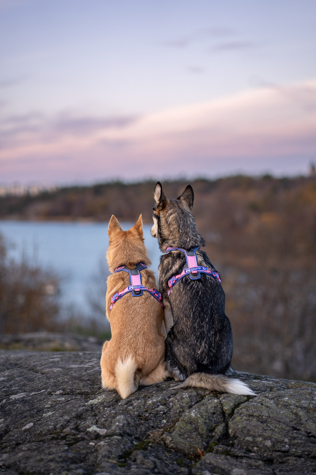 Non-Stop Line Harness Rachel Pohl Edition Pink - Image 5