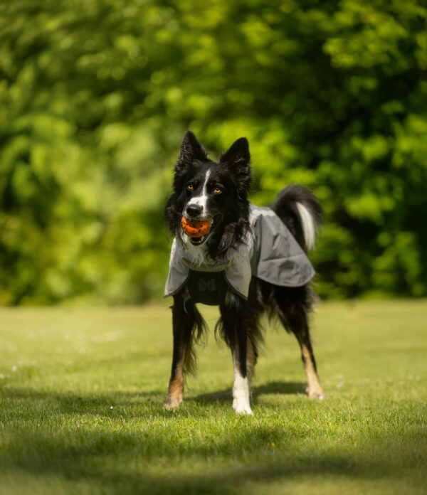 Non-Stop Dog Ball - Image 4