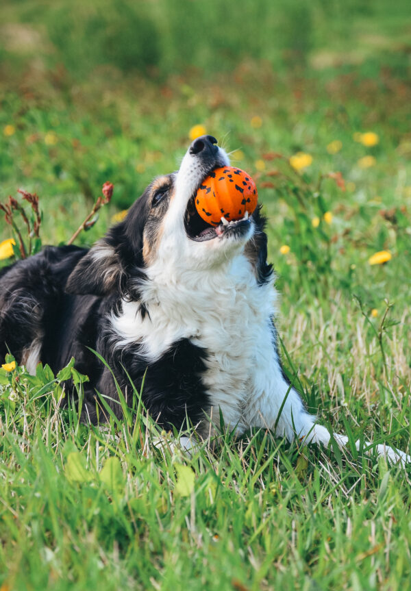Non-Stop Dog Ball - Image 3