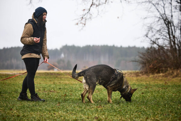 Non-Stop Line Harness Grip Working Dog - Image 7