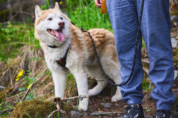 Non-Stop Rock Adjustable Leash 2.3m - Image 5