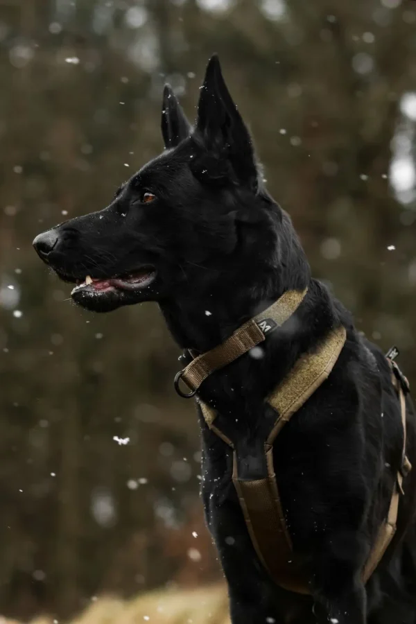 Non-Stop Solid Adjustable Collar Working Dog - Image 2