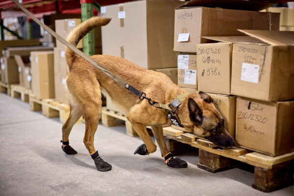Non-Stop Solid Leash Working Dog - Image 3