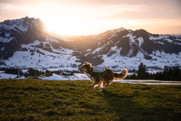 Non-Stop Trail Light Dog Backpack - Image 9
