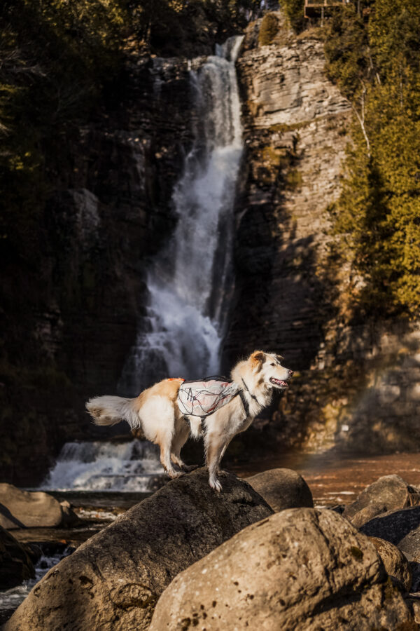 Non-Stop Trail Light Dog Backpack - Image 7