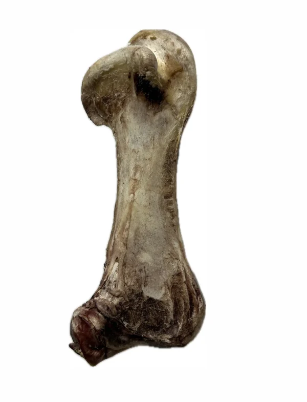 Ostrich Bone (JUMBO)