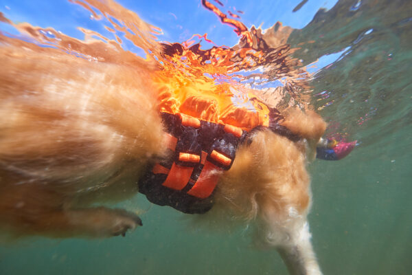 Non-Stop Protector Life Jacket - Image 5