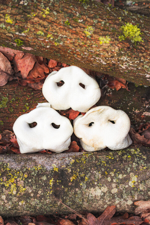 Puffed Pig Snout
