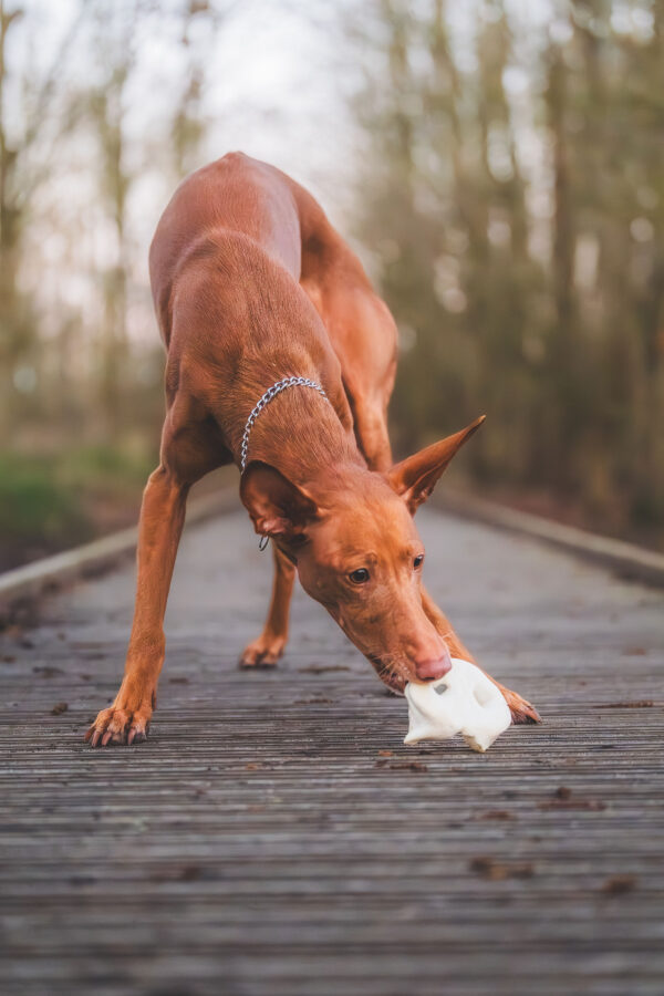 Puffed Pig Snout - Image 2