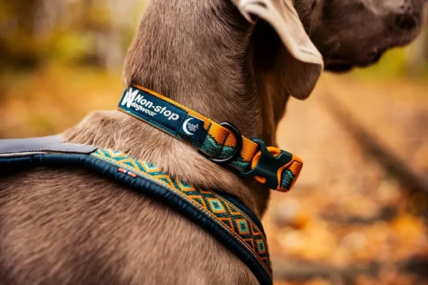 Non-Stop Trail Quest Collar Rachel Pohl Edition Teal - Image 2