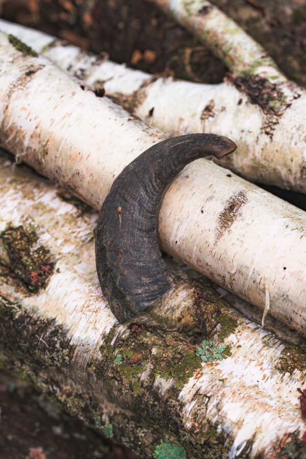 Ram Horn - Image 2