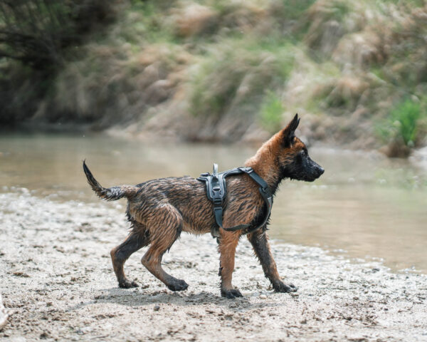 Non-Stop Ramble Harness Green - Image 6