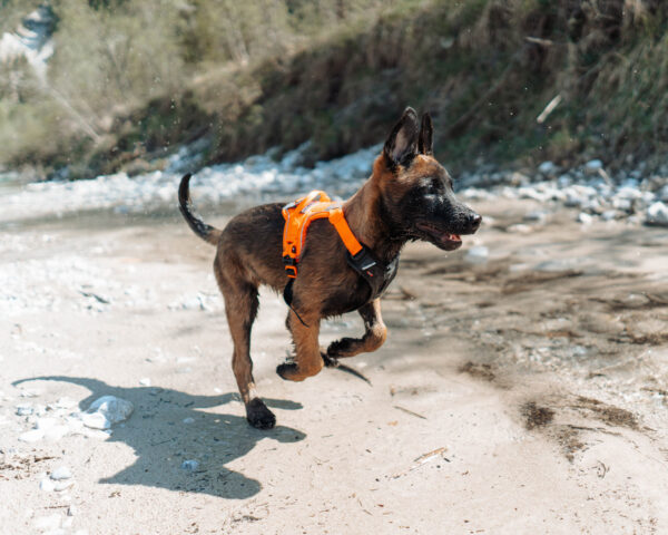 Non-Stop Ramble Harness Orange - Image 2