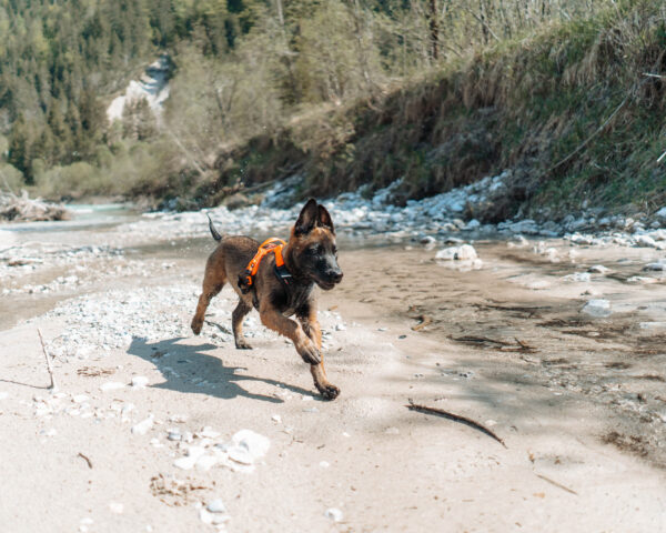 Non-Stop Ramble Harness Orange - Image 3