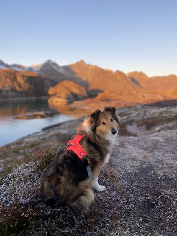Non-Stop Ramble Harness Pink - Image 2
