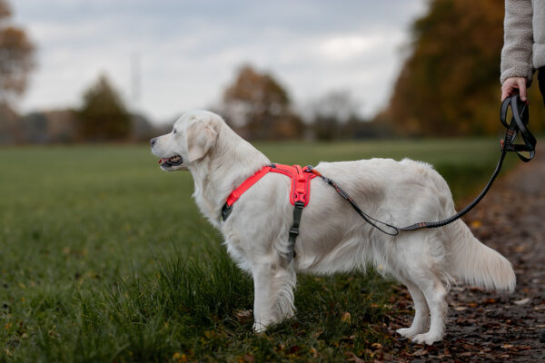 Non-Stop Ramble Harness Pink - Image 3