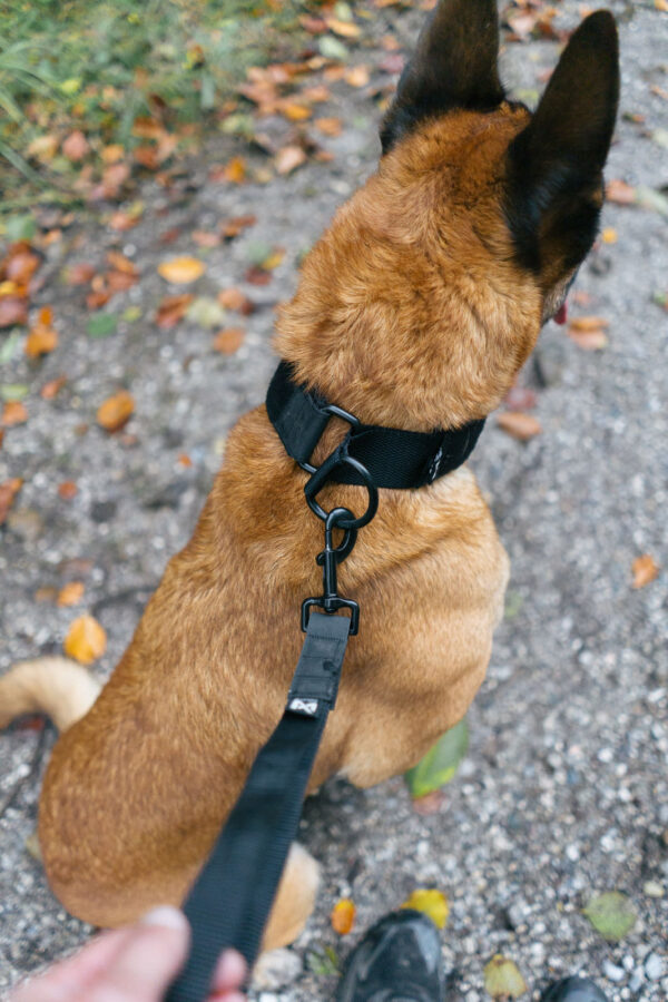 Non-Stop Security Strap Working Dog - Image 2