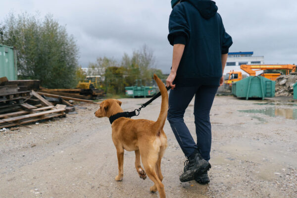 Non-Stop Security Strap Working Dog - Image 3