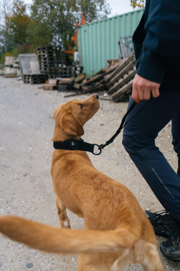 Non-Stop Security Strap Working Dog - Image 4