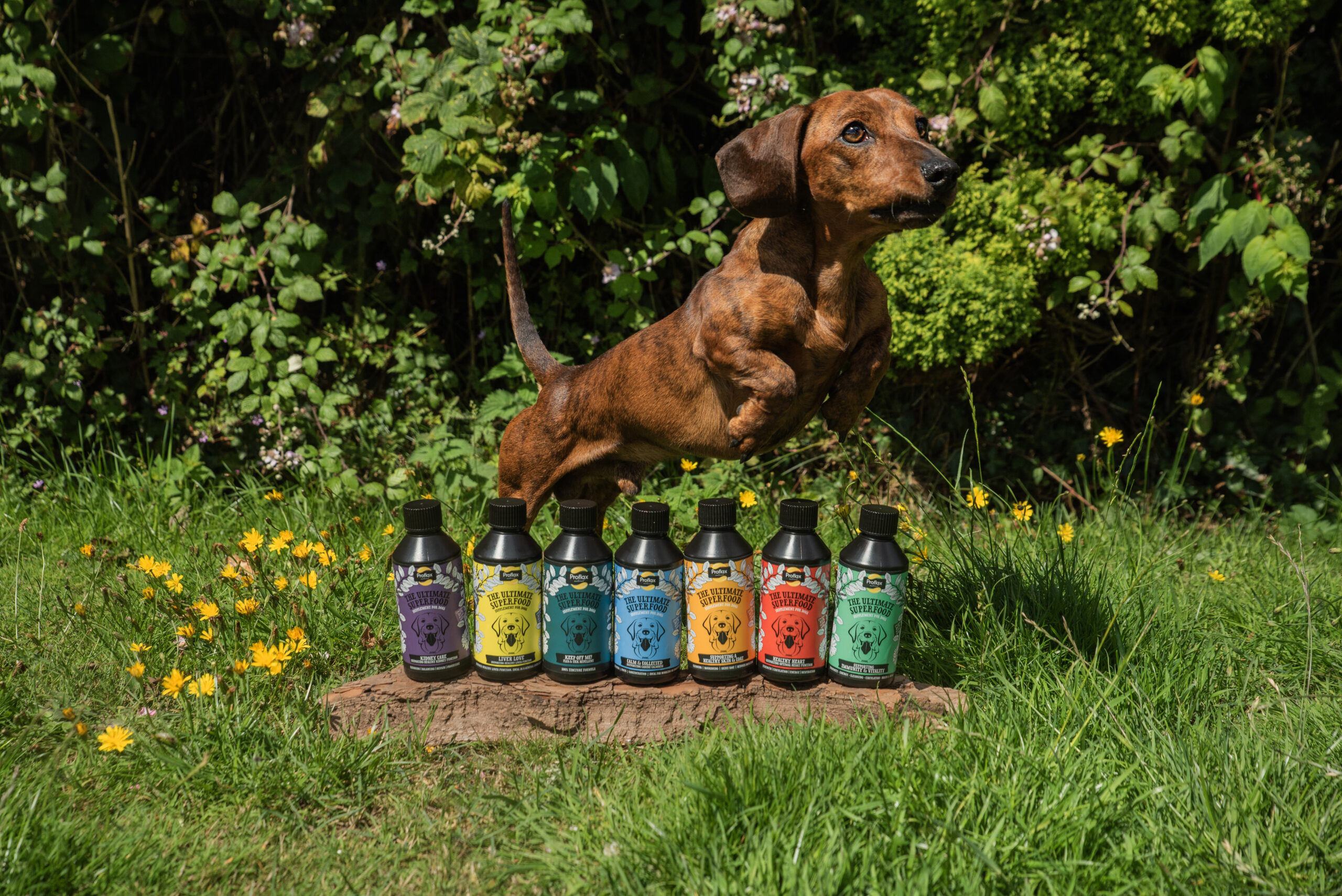 Supplements – Wild Dogs