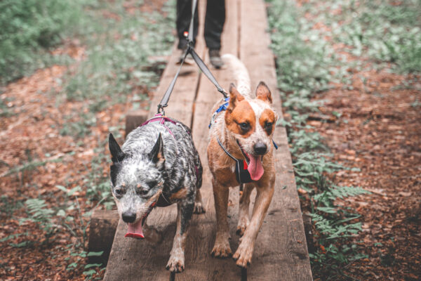 Non-Stop Touring Double Leash - Image 6