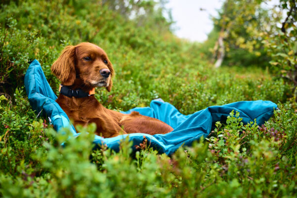 Non-Stop Trekking Dog Bed - Image 5