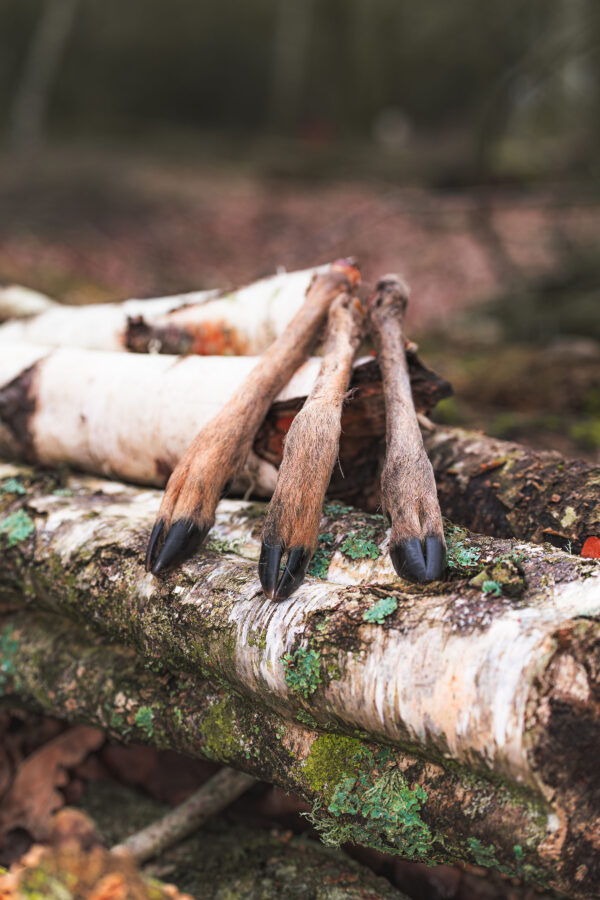 Hairy Venison Leg