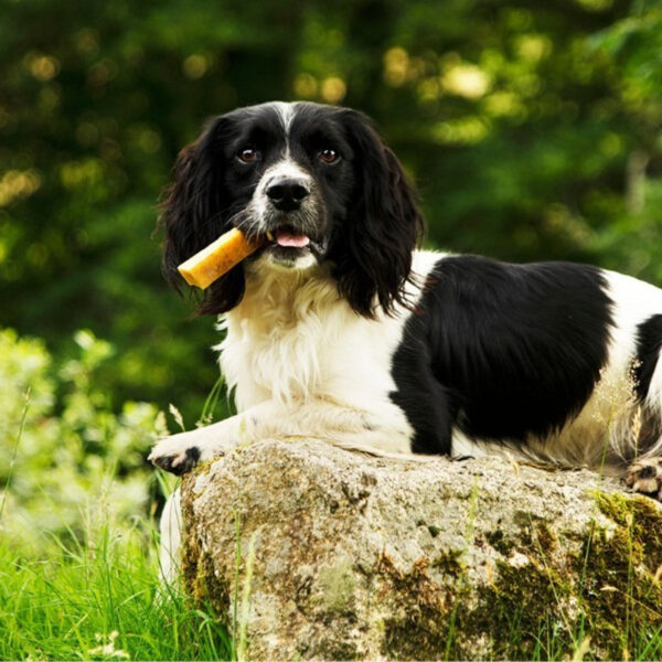Patello Yak Cheese Dog Chews - Image 5
